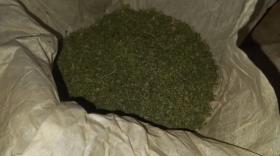 Կանեփի 21 բույս և 110 գրամ զանգված․ Մասիսի ոստիկանների բացահայտումը Կանեփի 21 բույս և 110 գրամ զանգված․ Մասիսի ոստիկանների բացահայտումը