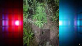 Տղամարդը կանեփի թփեր էր աճեցնում․ նա ձերբակալվել է Տղամարդը կանեփի թփեր էր աճեցնում․ նա ձերբակալվել է