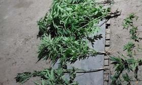 Արմավիրի համայնքային ոստիկանների տեղեկությունը ճշտվեց․ հայտնաբերվեց 69 թուփ կանեփ Արմավիրի համայնքային ոստիկանների տեղեկությունը ճշտվեց․ հայտնաբերվեց 69 թուփ կանեփ