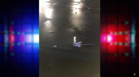 Կոտայքի պարեկների հակաթմրամոլային պայքարի երկու դրվագ Կոտայքի պարեկների հակաթմրամոլային պայքարի երկու դրվագ