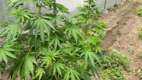 Մասիսի ոստիկանները հայտնաբերել են թմրանյութ Մասիսի ոստիկանները հայտնաբերել են թմրանյութ