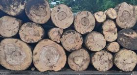 Տավուշի ոստիկանների պայքարը ապօրինի ծառահատումների դեմ Տավուշի ոստիկանների պայքարը ապօրինի ծառահատումների դեմ