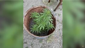 Մասիսի, նաև Արարատի մարզային վարչության քրեական հետախույզները՝ թմրամոլության դեմ Մասիսի, նաև Արարատի մարզային վարչության քրեական հետախույզները՝ թմրամոլության դեմ