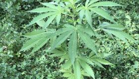 Կանեփի մշակված թփեր տնամերձ հողամասում․ Մասիսի համայնքային ոստիկանների բացահայտումը Կանեփի մշակված թփեր տնամերձ հողամասում․ Մասիսի համայնքային ոստիկանների բացահայտումը