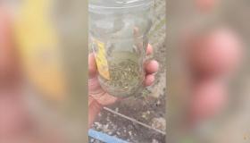 Վաղարշապատի քրեական հետախույզները ապօրինի թմրանյութ պահելու և օգտագործելու դեպք են բացահայտել Վաղարշապատի քրեական հետախույզները ապօրինի թմրանյութ պահելու և օգտագործելու դեպք են բացահայտել