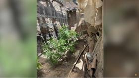 Արմավիրի ոստիկանները բացահայտել են ապօրինի թմրանյութ պահելու և օգտագործելու դեպքեր Արմավիրի ոստիկանները բացահայտել են ապօրինի թմրանյութ պահելու և օգտագործելու դեպքեր