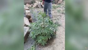 Մեծամորի ոստիկանները հայտնաբերել են թմրանյութ Մեծամորի ոստիկանները հայտնաբերել են թմրանյութ