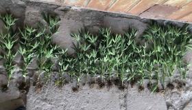 Վաղարշապատի ոստիկանները հայտնաբերել են կանեփ ու հրացան Վաղարշապատի ոստիկանները հայտնաբերել են կանեփ ու հրացան