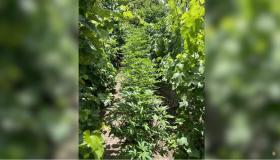 Վաղարշապատի ոստիկանները բացահայտել են ապօրինի թմրանյութ աճեցնելու, օգտագործելու և պահելու դեպքեր Վաղարշապատի ոստիկանները բացահայտել են ապօրինի թմրանյութ աճեցնելու, օգտագործելու և պահելու դեպքեր