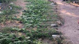 Թմրամոլության դեմ Վաղարշապատի ոստիկանների պայքարի նոր դրվագներ Թմրամոլության դեմ Վաղարշապատի ոստիկանների պայքարի նոր դրվագներ