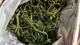 Մասիսի բաժնի ոստիկանները ապօրինի թմրանյութ պահելու և օգտագործելու դեպքեր են բացահայտել Մասիսի բաժնի ոստիկանները ապօրինի թմրանյութ պահելու և օգտագործելու դեպքեր են բացահայտել