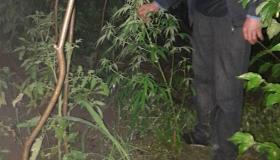 Բագրատաշենի ոստիկանները հայտնաբերել են կանեփի թփեր աճեցնող մի տղամարդու