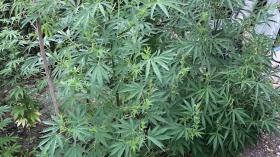 Վաղարշապատի քրեական հետախույզներն ապօրինի թմրանյութ պահելու և օգտագործելու դեպքեր են բացահայտել Վաղարշապատի քրեական հետախույզներն ապօրինի թմրանյութ պահելու և օգտագործելու դեպքեր են բացահայտել