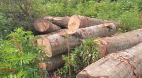 Ապօրինի հատել էին հաճարենիներ․ Իջևանի ոստիկանների բացահայտումը Ապօրինի հատել էին հաճարենիներ․ Իջևանի ոստիկանների բացահայտումը