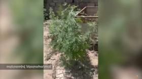 Այնթապցին տան բակում ապօրինի կանեփ էր աճեցնում Այնթապցին տան բակում ապօրինի կանեփ էր աճեցնում