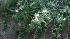 Արմավիրի ոստիկանները կանեփ աճեցնելու և մշակելու մի քանի դեպք են բացահայտել Արմավիրի ոստիկանները կանեփ աճեցնելու և մշակելու մի քանի դեպք են բացահայտել