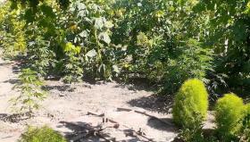 Արմավիրի ոստիկանները կանեփ աճեցնելու հերթական դեպքն են բացահայտել Արմավիրի ոստիկանները կանեփ աճեցնելու հերթական դեպքն են բացահայտել