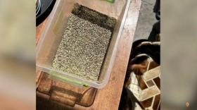 700-ից ավելի կանեփի բույսեր և՝ ոչ միայն․ Նուբարաշենի բաժանմունքի ոստիկանների բացահայտումը: 700-ից ավելի կանեփի բույսեր և՝ ոչ միայն․ Նուբարաշենի բաժանմունքի ոստիկանների բացահայտումը: