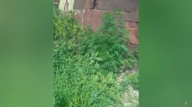 Մեծամորի ոստիկանները կանեփ ցանելու և աճեցնելու հերթական դեպքն են բացահայտել Մեծամորի ոստիկանները կանեփ ցանելու և աճեցնելու հերթական դեպքն են բացահայտել