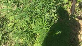 Արմավիրի համայնքային ոստիկանները հայտնաբերել են կանեփի բույսեր Արմավիրի համայնքային ոստիկանները հայտնաբերել են կանեփի բույսեր