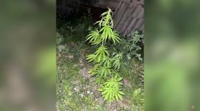 Կումայրիի համայնքային ոստիկանները ապօրինի թմրաշրջանառության դեպք են բացահայտել Կումայրիի համայնքային ոստիկանները ապօրինի թմրաշրջանառության դեպք են բացահայտել