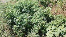 Վաղարշապատի ոստիկանները կանեփ աճեցնելու դեպք են բացահայտել Վաղարշապատի ոստիկանները կանեփ աճեցնելու դեպք են բացահայտել