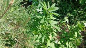 Արմավիրի ոստիկանները ապօրինի թմրաշրջանառության դեպքեր են բացահայտել Արմավիրի ոստիկանները ապօրինի թմրաշրջանառության դեպքեր են բացահայտել