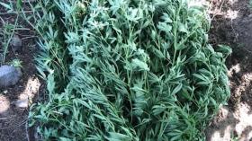 Վաղարշապատի համայնքային ոստիկաններն ապօրինի թմրաշրջանառության դեպք են բացահայտել Վաղարշապատի համայնքային ոստիկաններն ապօրինի թմրաշրջանառության դեպք են բացահայտել