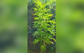 Արտաշատի ոստիկանները կանեփ աճեցնելու դեպք են բացահայտել Արտաշատի ոստիկանները կանեփ աճեցնելու դեպք են բացահայտել