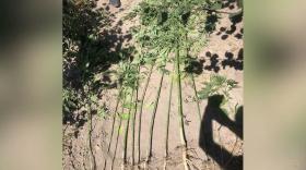 Մասիսի ոստիկանները կանեփ աճեցնելու դեպք են բացահայտել Մասիսի ոստիկանները կանեփ աճեցնելու դեպք են բացահայտել