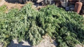 Վաղարշապատի ոստիկանները կանեփ աճեցնելու և թմրանյութ պահելու դեպք են բացահայտել Վաղարշապատի ոստիկանները կանեփ աճեցնելու և թմրանյութ պահելու դեպք են բացահայտել