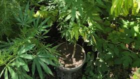 Արմավիրի ոստիկանները կանեփ աճեցնելու հերթական դեպքն են բացահայտել Արմավիրի ոստիկանները կանեփ աճեցնելու հերթական դեպքն են բացահայտել