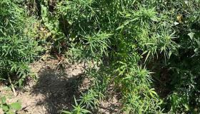 Թմրամոլության և թմրամիջոցների անօրինական շրջանառության դեմ Արմավիրի ոստիկանների պայքարի նոր դրվագներ Թմրամոլության և թմրամիջոցների անօրինական շրջանառության դեմ Արմավիրի ոստիկանների պայքարի նոր դրվագներ