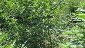 Արմավիրի ոստիկանները Սարդարապատ գյուղում թմրամիջոցներ են հայտնաբերել Արմավիրի ոստիկանները Սարդարապատ գյուղում թմրամիջոցներ են հայտնաբերել