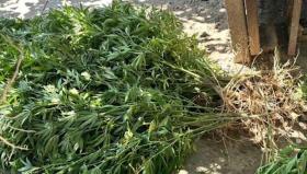 Արմավիրի ոստիկանները կանեփ աճեցնելու և թմրանյութ պահելու դեպքեր են բացահայտել Արմավիրի ոստիկանները կանեփ աճեցնելու և թմրանյութ պահելու դեպքեր են բացահայտել