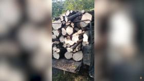 Տավուշի ոստիկանները ապօրինի ծառահատման դեպք են բացահայտել Տավուշի ոստիկանները ապօրինի ծառահատման դեպք են բացահայտել