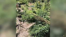 «Կանեփ-կակաչ-2023» համալիր օպերատիվ-կանխարգելիչ միջոցառման արդյունքների ամփոփում «Կանեփ-կակաչ-2023» համալիր օպերատիվ-կանխարգելիչ միջոցառման արդյունքների ամփոփում