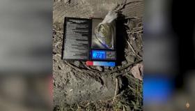 Թալինի ոստիկանները հայտնաբերել են թմրանյութ Թալինի ոստիկանները հայտնաբերել են թմրանյութ