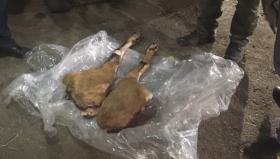 Բեզոարյան այծի որս կատարած տղամարդիկ ձերբակալվել են Բեզոարյան այծի որս կատարած տղամարդիկ ձերբակալվել են