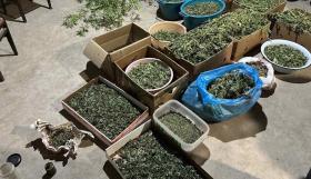 Արմավիրի ոստիկանները զննությամբ շուրջ 26 կգ կանեփանման զանգված են հայտնաբերել Արմավիրի ոստիկանները զննությամբ շուրջ 26 կգ կանեփանման զանգված են հայտնաբերել