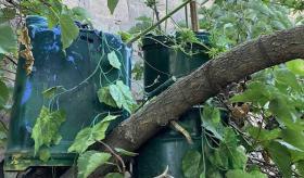 Տանտերը թթենու վրա կանեփ էր աճեցնում․ Վաղարշապատի ոստիկանների բացահայտումը Տանտերը թթենու վրա կանեփ էր աճեցնում․ Վաղարշապատի ոստիկանների բացահայտումը