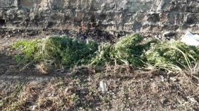 Վաղարշապատի ոստիկանները կանեփ աճեցնելու և ապօրինի թմրանյութ պահելու դեպքեր են բացահայտել Վաղարշապատի ոստիկանները կանեփ աճեցնելու և ապօրինի թմրանյութ պահելու դեպքեր են բացահայտել