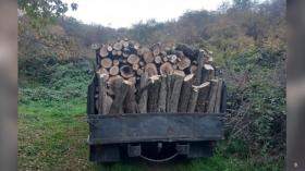 Ապօրինի ծառահատում կատարած 38-ամյա ագարակցին ներկայացել է ոստիկանություն Ապօրինի ծառահատում կատարած 38-ամյա ագարակցին ներկայացել է ոստիկանություն