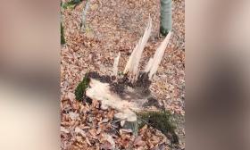 Տավուշի ոստիկանները հայտնաբերել են շուրջ 6 խմ փայտանյութով բեռնված բեռնատար Տավուշի ոստիկանները հայտնաբերել են շուրջ 6 խմ փայտանյութով բեռնված բեռնատար