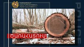 Գուգարքի ոստիկանները ապօրինի ծառահատման հերթական դեպքն են բացահայտել Գուգարքի ոստիկանները ապօրինի ծառահատման հերթական դեպքն են բացահայտել