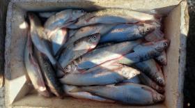 Գորիսի ոստիկանները կանխել են սիգի վաճառքը Գորիսի ոստիկանները կանխել են սիգի վաճառքը