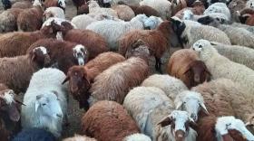 Գողացել էին ամբողջ հոտը. Աշտարակի ոստիկանների բացահայտումը Գողացել էին ամբողջ հոտը. Աշտարակի ոստիկանների բացահայտումը