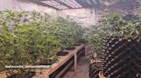 Կանեփի ջերմոց-լաբորատորիա, մեթամֆետամին ու մարիխուանա. Վաղարշապատի ոստիկանների բացահայտումը Կանեփի ջերմոց-լաբորատորիա, մեթամֆետամին ու մարիխուանա. Վաղարշապատի ոստիկանների բացահայտումը