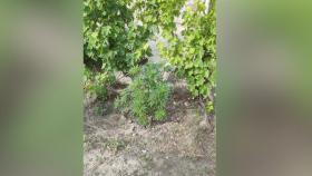 Թմրամոլության դեմ Վաղարշապատի ոստիկանների պայքարի նոր դրվագներ Թմրամոլության դեմ Վաղարշապատի ոստիկանների պայքարի նոր դրվագներ