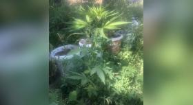 Մասիսի քրեական հետախույզները ապօրինի թմրաշրջանառության դեպք են բացահայտել Մասիսի քրեական հետախույզները ապօրինի թմրաշրջանառության դեպք են բացահայտել